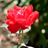 Beautiful Red Rose