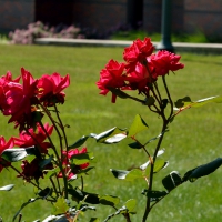 Beautiful Summer Roses