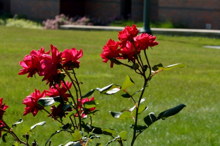 Beautiful Summer Roses - beautiful summer roses, summer flowers, summer roses, red roses