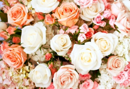 Roses - flower, roses, rose, pink, soft, flowers, nature