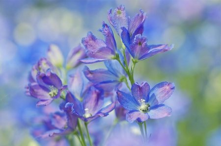 * BLUE FLOWERS * - flowers, flower, nature, blue