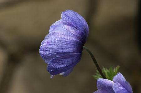 * FLOWER * - flowers, flower, anemon, nature