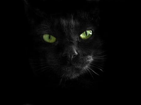 Black cat - bright, big, green, eyes