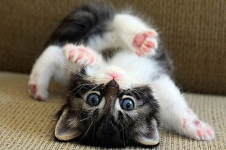 kitten up side down