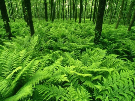 Forest with ferns - green, lot, a, many