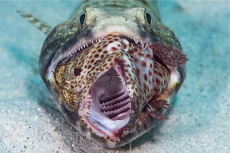 Lizard fish with prey - large, animal, hungry, eaten