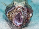 Lizard fish with prey