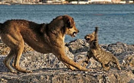 Fighting pets - dog, cat, turned, against