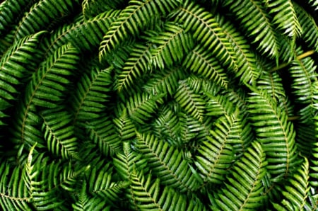 Ferns from above - fractals, shaped, look, view