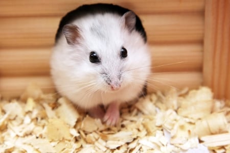 Hamster - in, a, house, cage