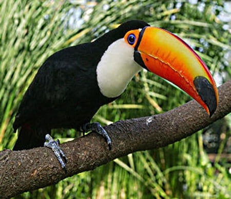 Tucan - edges, big, sharp, beak