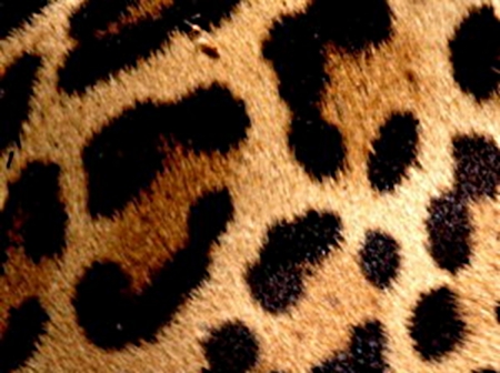 Leopard fur - hairs, spots, coat, patterns