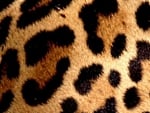 Leopard fur