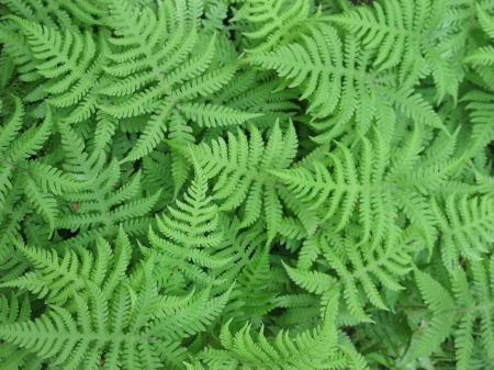 Fern leaves - sight, close, same, green