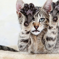 Paws Wallpapers - Page 24 - Desktop Nexus