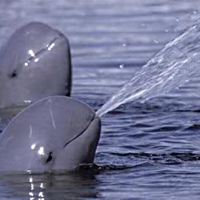 Irrawaddy dolphins