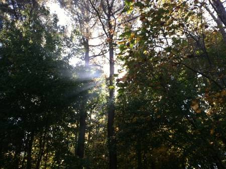 The sun that peeks through the trees - green, forest, trees, sun