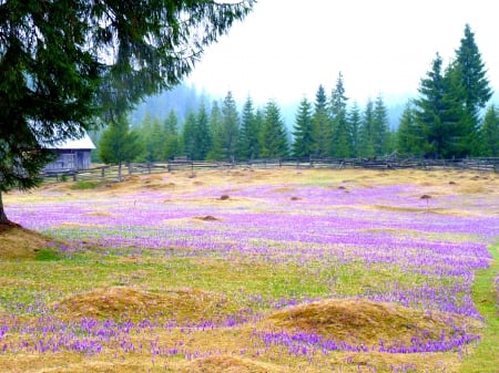 Carpet of flowers - trees, fir tree, green, house, flowers, grass