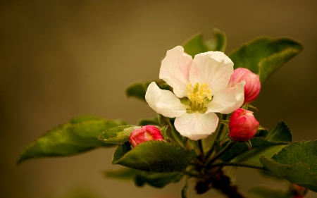 * FLOWERING TREES * - nature, flwers, trees, flower