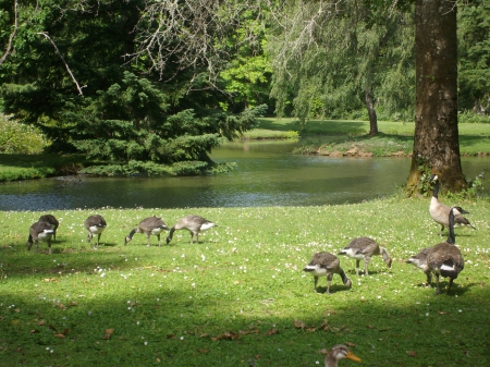 Pass Park - ponds, animals, parks, nature