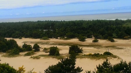 Lovely Sand Dunes - nature, oceans, dunes, trees