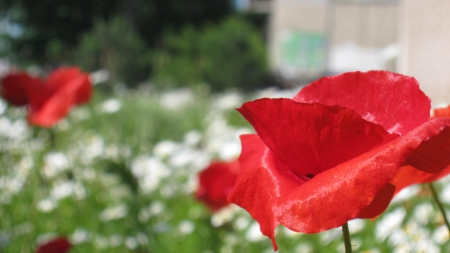 * POPPY * - POPPY, NATURE, FLOWER, RED, FLOWERS