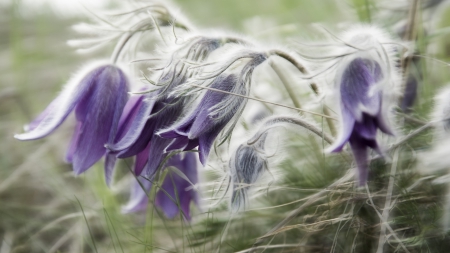 * FLOWERS * - flowers, spring, flower, nature