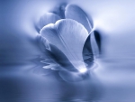 Blue reflection of tulip