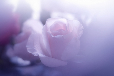 Tenderness - rose, beauty, tenderness, soft