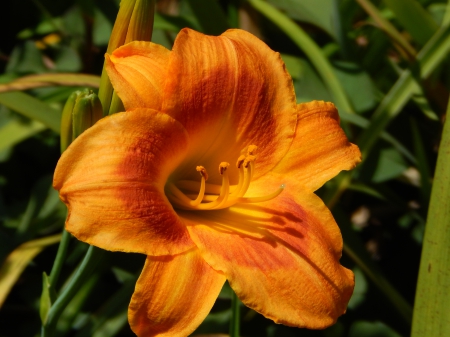 Beautiful Lily - flowers, lilies, nature, summer, macro, orange