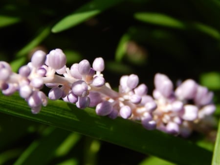 Purple Flower - nature, macro, photography, plant, summer, purple flowers