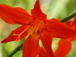 Orange Lily