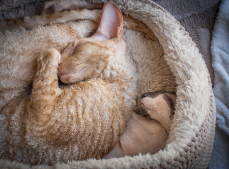 Cats - sleeping, cat face, hat, cat, kitty, animals, lovely, kitten, paws, face, pretty, cats, beautiful, cute