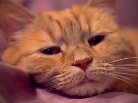 Cat - sleeping, cat face, hat, cat, kitty, animals, lovely, kitten, paws, face, pretty, cats, beautiful, cute