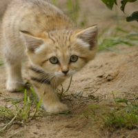 Sand cat