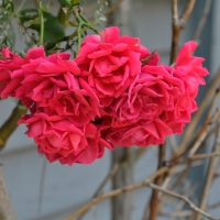 Beautiful Red Roses