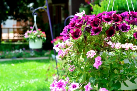 Scenic Summer Day - beautiful summer, scenic summer, summer flowers, Scenic Summer Day, pretty flowers, summer day