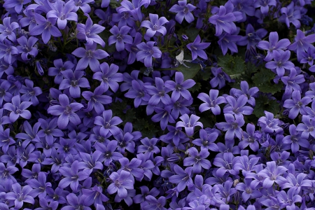 Flowers - flowers, beautiful, purple, wonderful