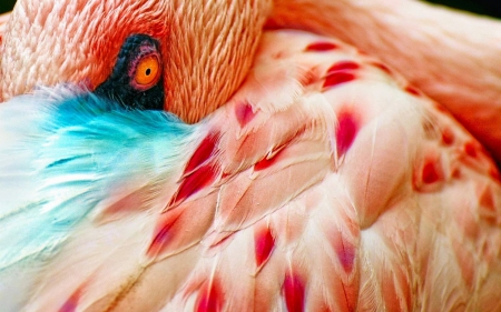 Flamingo - bird, blue, red, eye, feather, orange, pink, flamingo