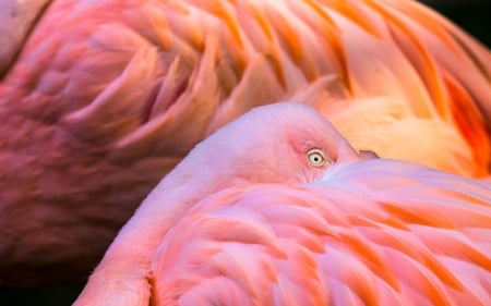 Flamingo - bird, feather, pink, flamingo