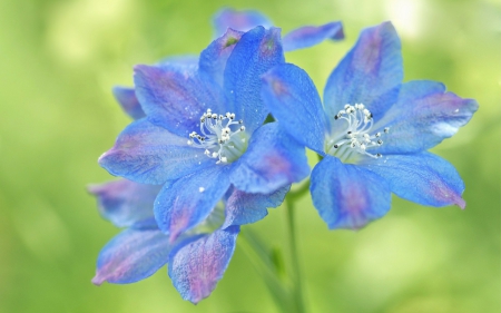 Flowers - summer, flower, pink, blue, green