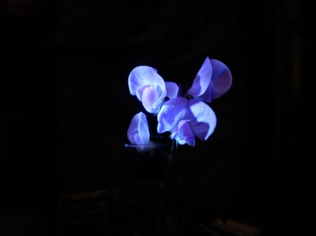 Blue fluorescent flower - nature, blue, flower, fluorescent