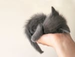 sleeping on a hand