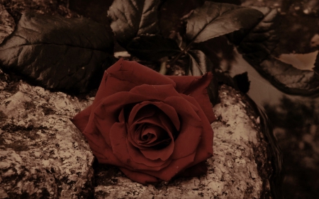 one red rose - flowers, still life, roses, red