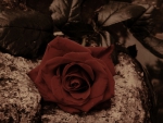 one red rose