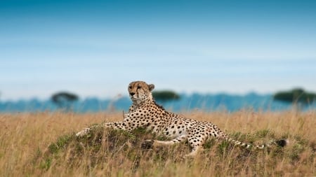 Cheetah lying down