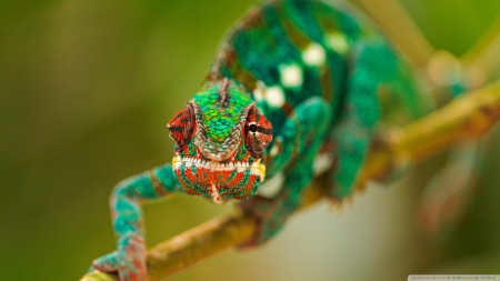 Colorful Chameleon - branch, chameleon, colorful, green