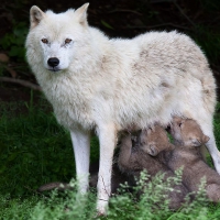Wolf and Cubs