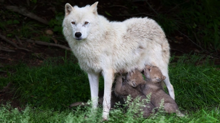 Wolf and Cubs - white, wolf, cubs, feeding