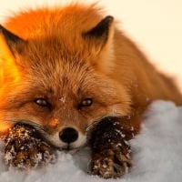 Red Fox in snow.